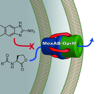 Active efflux influences the potency of quorum sensing inhibitors in Pseudomonas aeruginosa