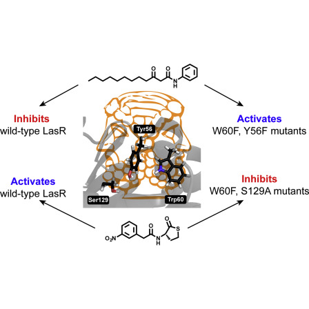 Mutational analysis of the quorum-sensing receptor LasR reveals interactions that govern activation and inhibition by non-lactone ligands
