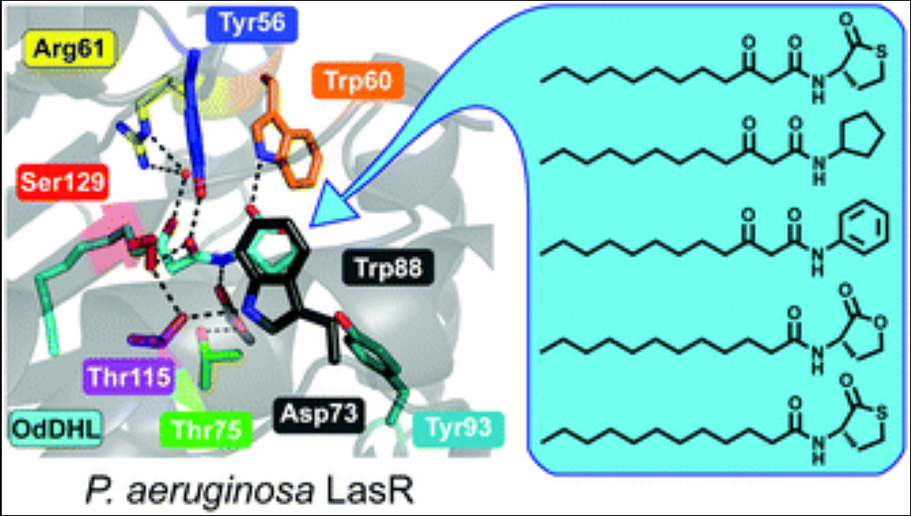 Unraveling the contributions of hydrogen-bonding interactions to the activity of native and non-native ligands in the quorum-sensing receptor LasR