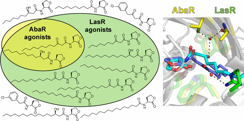 Chemical interrogation of LuxR-type quorum sensing receptors reveals new insights into receptor selectivity and the potential for interspecies bacterial signaling