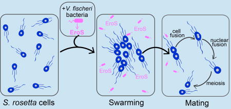 Mating in the closest living relatives of animals is induced by a bacterial chondroitinase