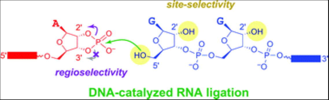 Controlling the direction of site-selectivity and regioselectivity in RNA ligation by Zn2+-dependent deoxyribozymes that use 2',3'-cyclic phosphate RNA substrates