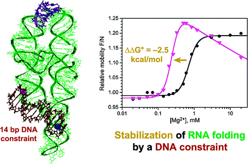Selective stabilization of natively folded RNA structure by DNA constraints