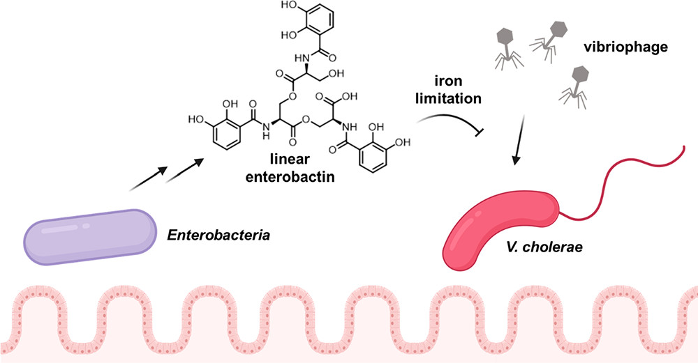A Metabolite Produced by Gut Microbes Represses Phage Infections in Vibrio cholerae