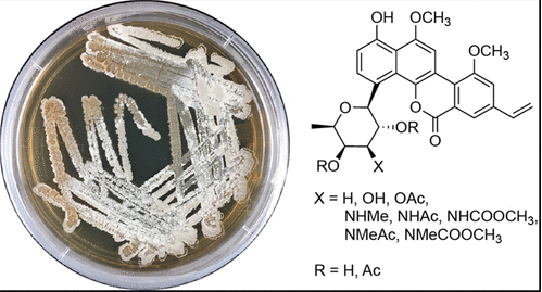 Ravidomycin analogs from Streptomyces sp. exhibit altered antimicrobial and cytotoxic selectivity