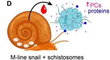 Host lipids regulate multicellular behavior of a predator of a human pathogen