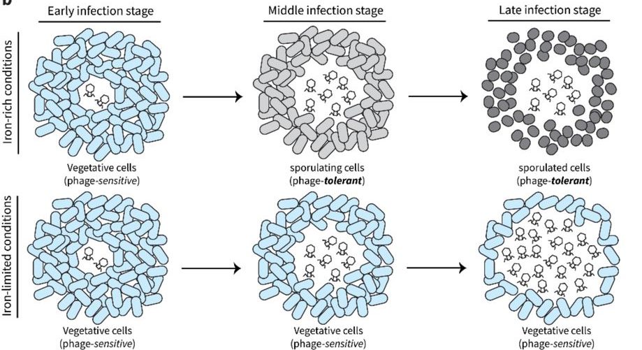 Bacterium secretes chemical inhibitor that sensitizes competitor to bacteriophage infection