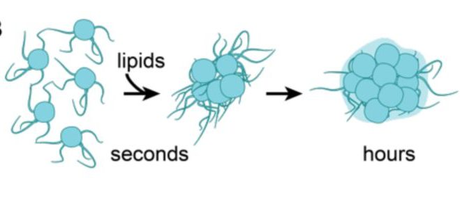 Exogenous lipid vesicles induce endocytosis-mediated cellular aggregation in a close unicellular relative of animals