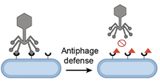 Chemical inhibition of cell surface modification sensitizes bacteria to phage infection