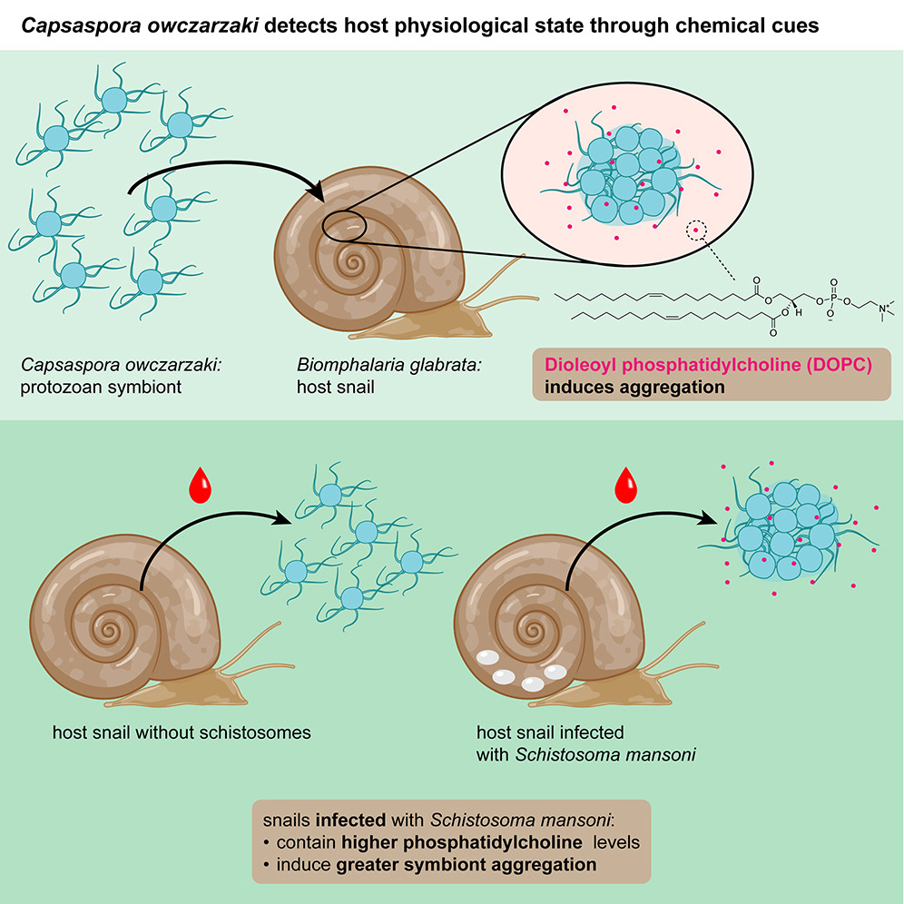 Lipids from a snail host regulate the multicellular behavior of a predator of parasitic schistosomes