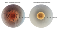 Streptomyces secretes a siderophore that sensitizes competitor bacteria to phage infection